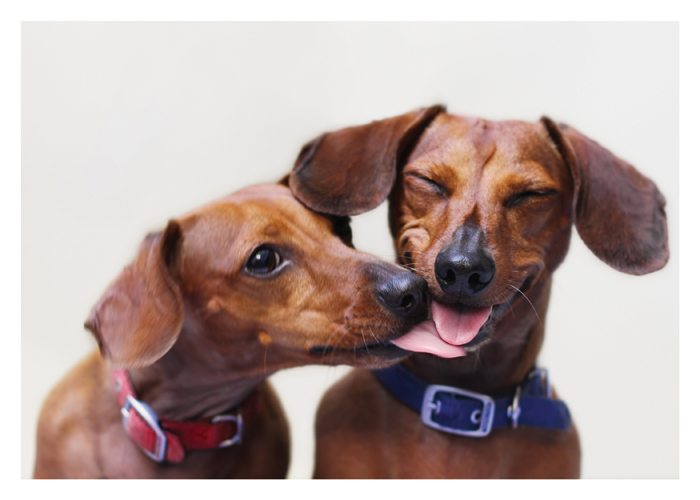 Resultado de imagen para dachshund kiss owner