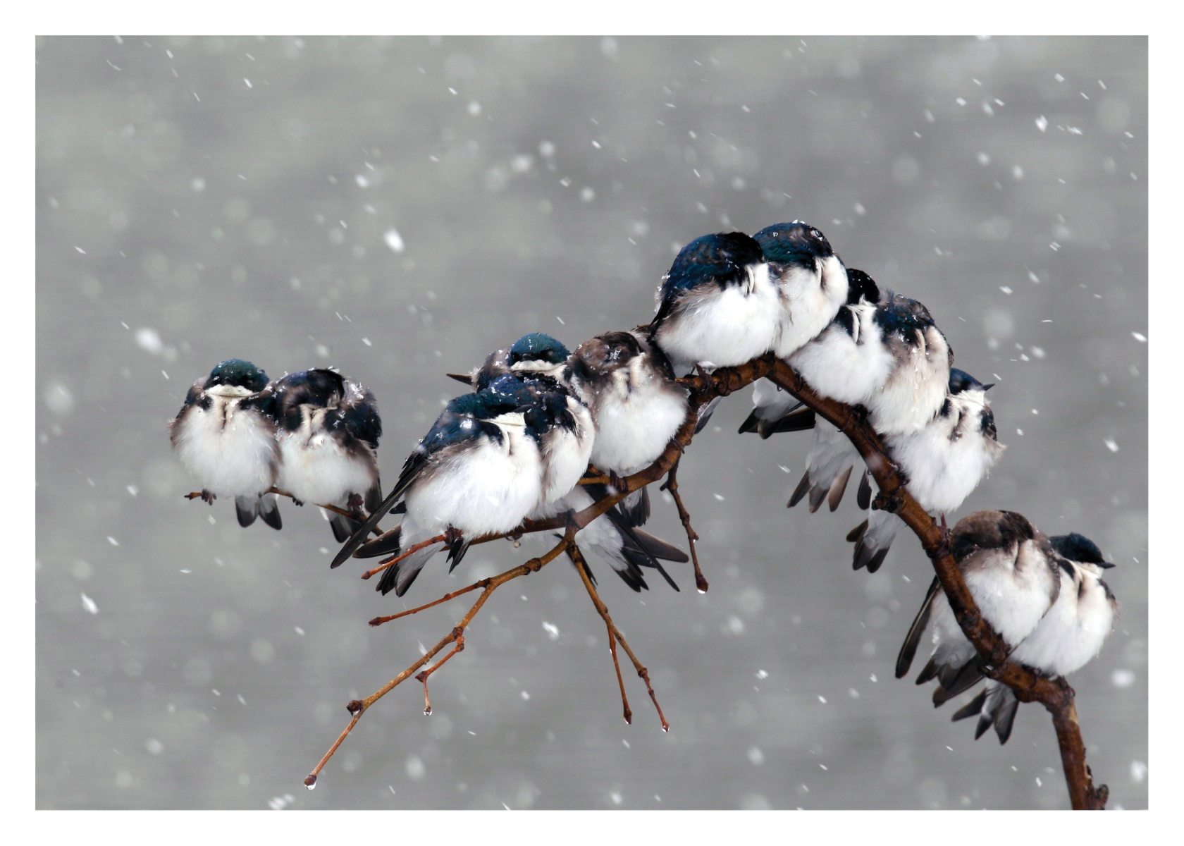 Bird Cluster Palm Press