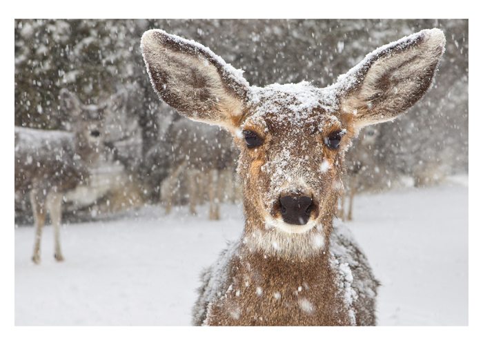 deer in snow Tag - Palm Press