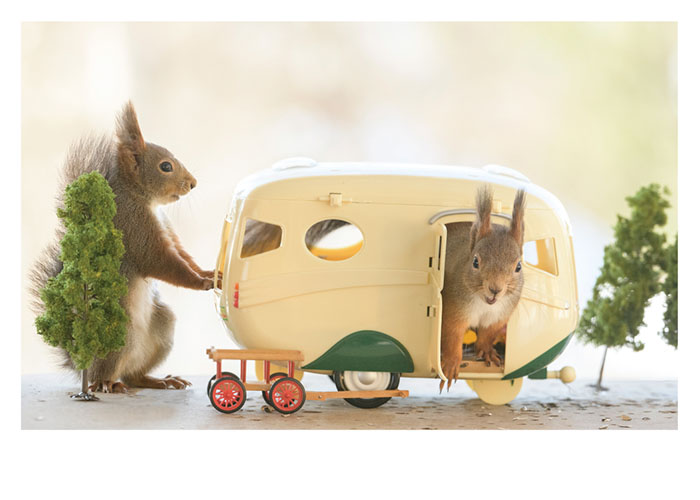 Red Squirrels Camping - Palm Press