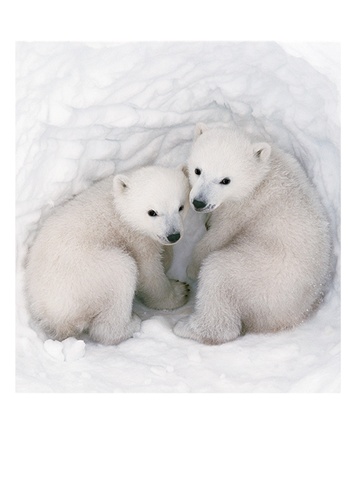 Polar bebe hotsell