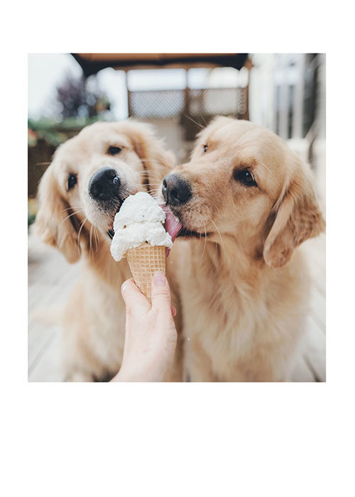 dog eating ice cream