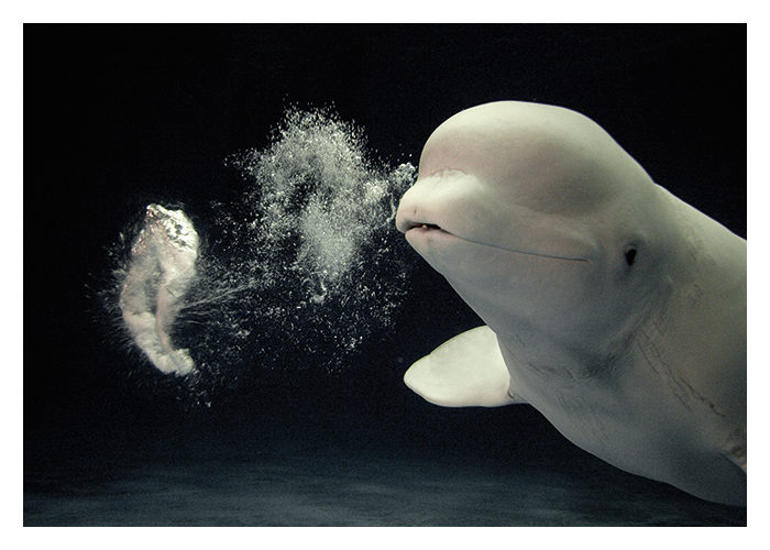 beluga whale wallpaper