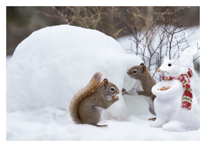 Squirrels in snow Tag - Palm Press